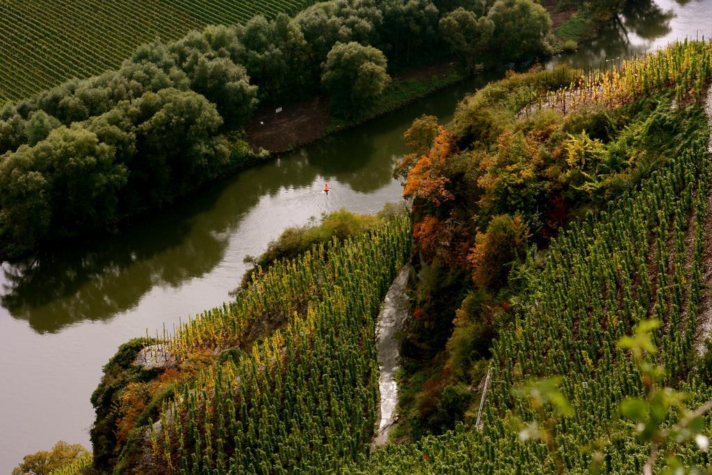 Bio-Weingut Staffelter Hof Vendégház Kröv Kültér fotó